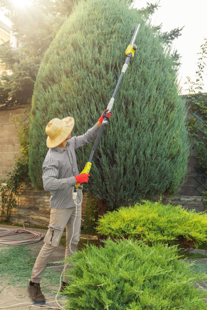 Professional Tree Removal and Landscaping Services in Springfield, FL